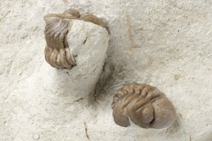 Partial Kainops & Paciphacops Trilobites - Oklahoma #212345